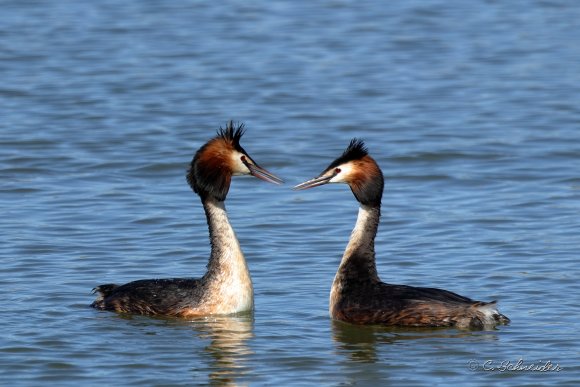 Grebe hupée