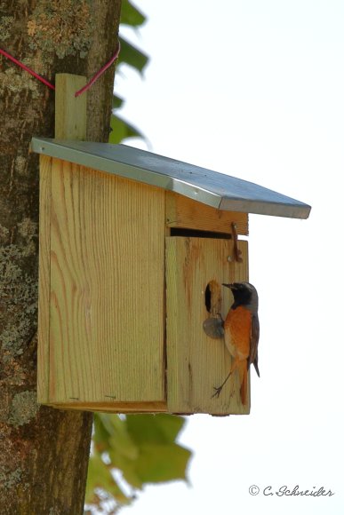 Rougequeue à front blanc