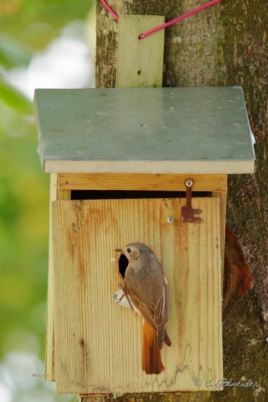 Rougequeue à front blanc