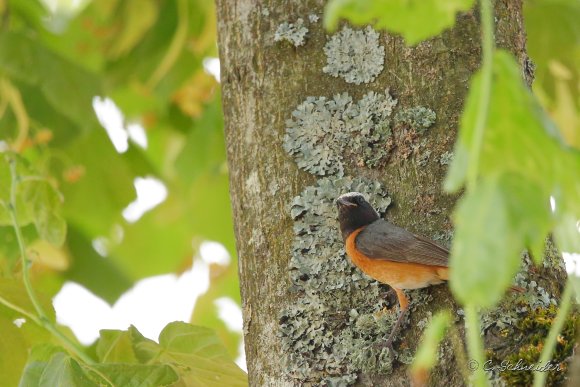 Rougequeue à front blanc